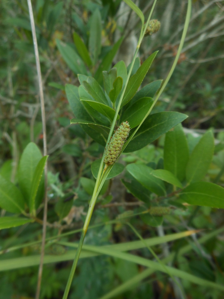 Carex grioletii / Carice di Griolet